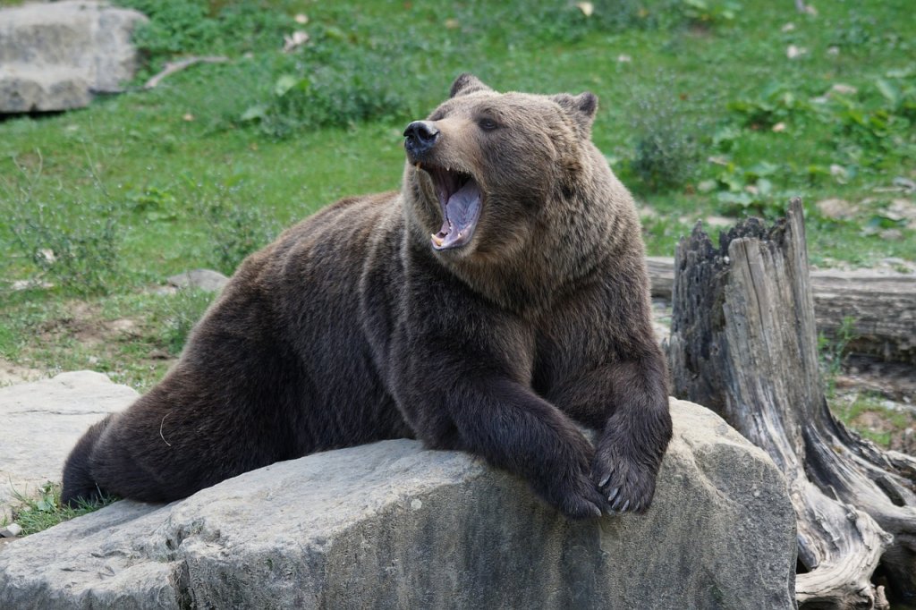 ATENŢIE! Un URS a fost văzut pe raza unei comune din Cluj. A încercat să intre într-un adăpost cu animale