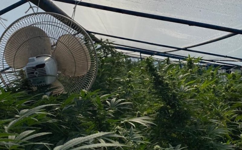 Românii şi drogurile: Şi-a umplut solarul de legume cu o cultură de... CANNABIS
