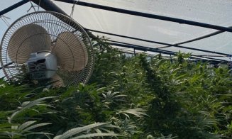 Românii şi drogurile: Şi-a umplut solarul de legume cu o cultură de... CANNABIS