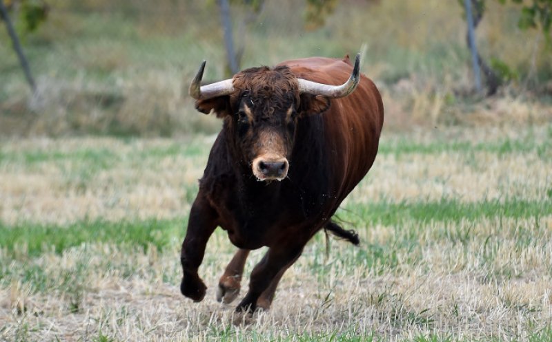 Un bărbat din Alba a fost ucis de propriul taur. Bărbatul a fost găsit fără suflare în gospodăria sa