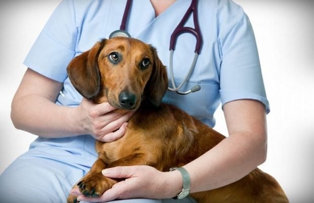 Campania de sterilizare gratuită a câinilor din Florești continuă. Când începe etapa a doua