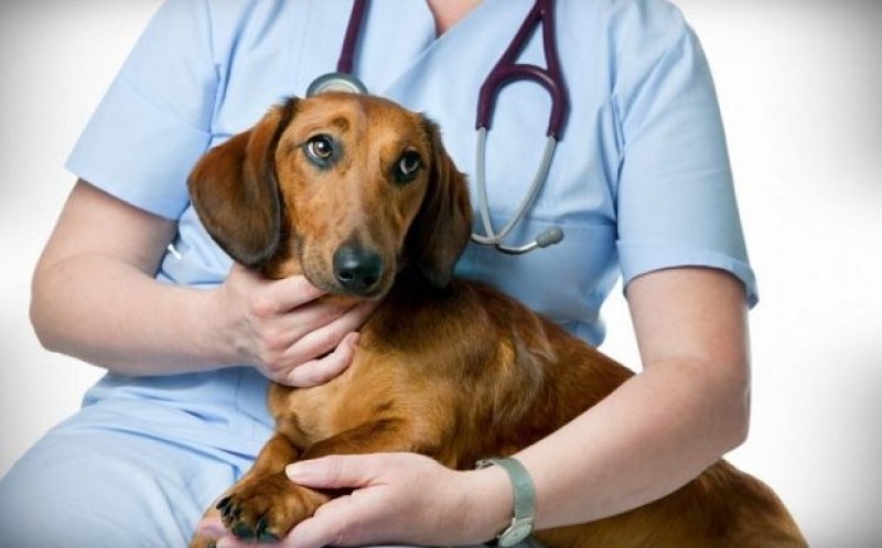 Campania de sterilizare gratuită a câinilor din Florești continuă. Când începe etapa a doua