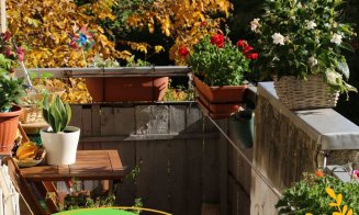 Nouă proiecte florale au câștigat premii la concursul ’’Clujul cu flori’’ 2021