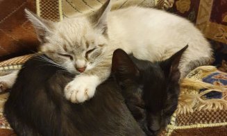 Cat/dog sitting la Cluj-Napoca. Cât costă ora sau ziua de îngrijire a patrupedului. Se oferă servicii de taxi sau toaletaj