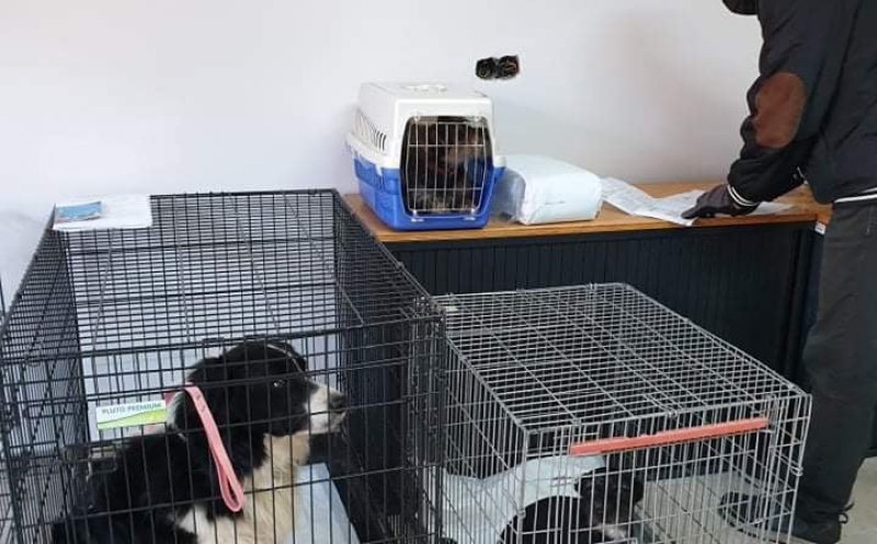 A reînceput campania de sterilizare gratuită a câinilor din Florești! Primarul Pivariu vrea combaterea fenomenului de abandon