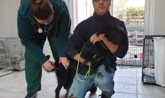 A reînceput campania de sterilizare gratuită a câinilor din Florești! Primarul Pivariu vrea combaterea fenomenului de abandon