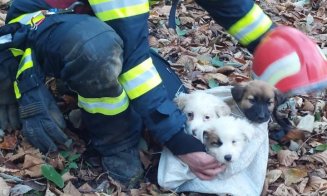 Misiune specială la Cluj: Trei cățeluși, salvați de pompieri dintr-un puț