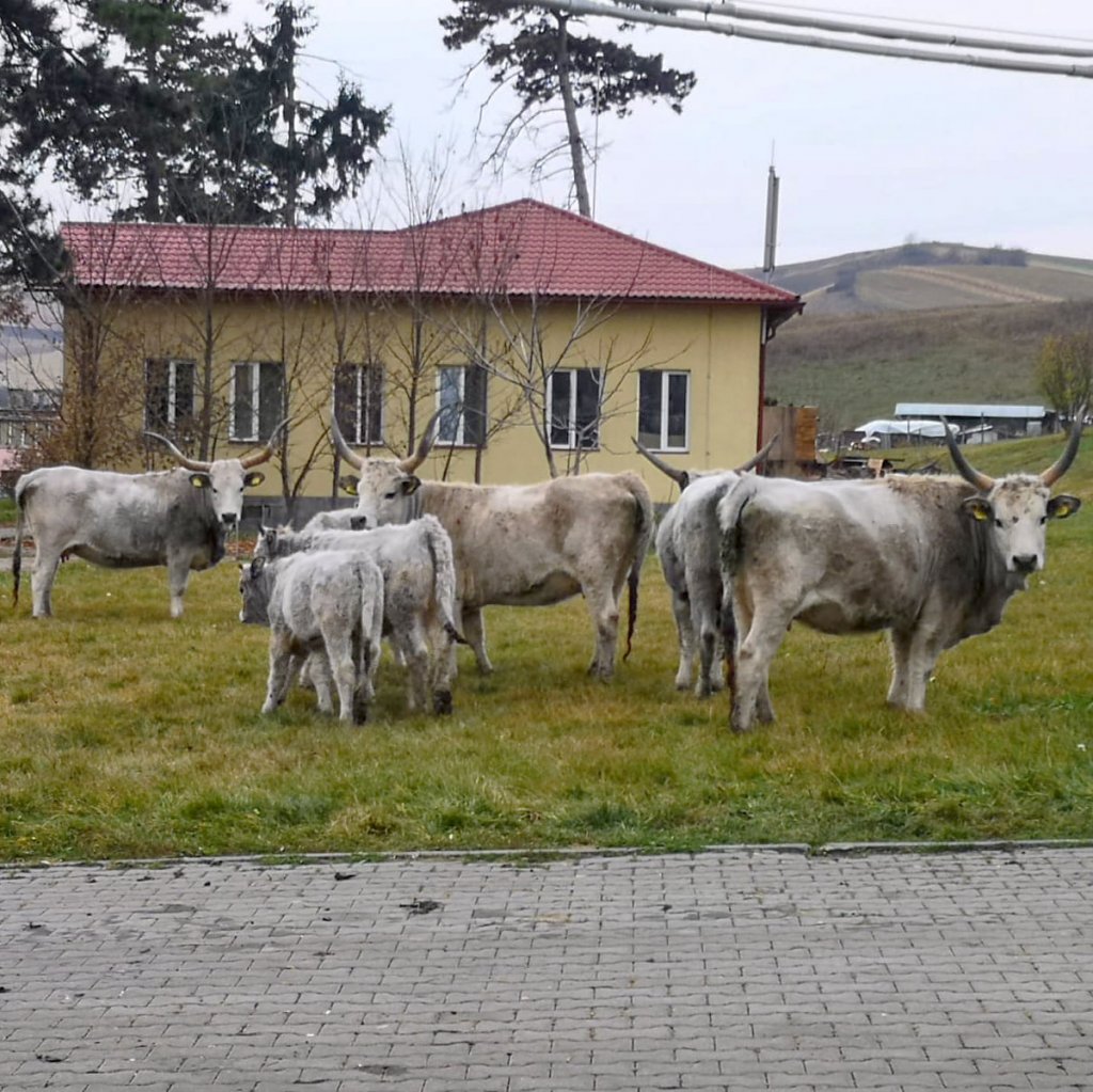 "Carul cu boi" al lui Grigorescu, în varianta fermei de la Cojocna din Cluj: 7 exemplare dintr-o rasă pe cale de dispariţie