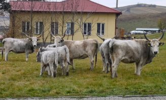 "Carul cu boi" al lui Grigorescu, în varianta fermei de la Cojocna din Cluj: 7 exemplare dintr-o rasă pe cale de dispariţie