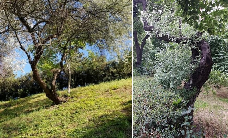 Povestea de sute de ani a măslinilor sălbatici din Cluj. Zonele din oraș în care cresc și în ziua de azi