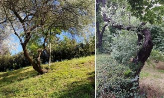 Povestea de sute de ani a măslinilor sălbatici din Cluj. Zonele din oraș în care cresc și în ziua de azi