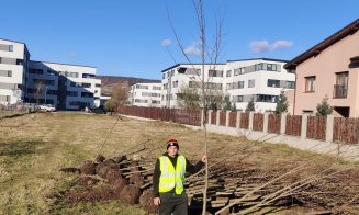 Sute de arbori vor fi plantați în Florești! Primarul Pivariu: „Este important să conștientizăm importanța conservării mediului înconjurător”