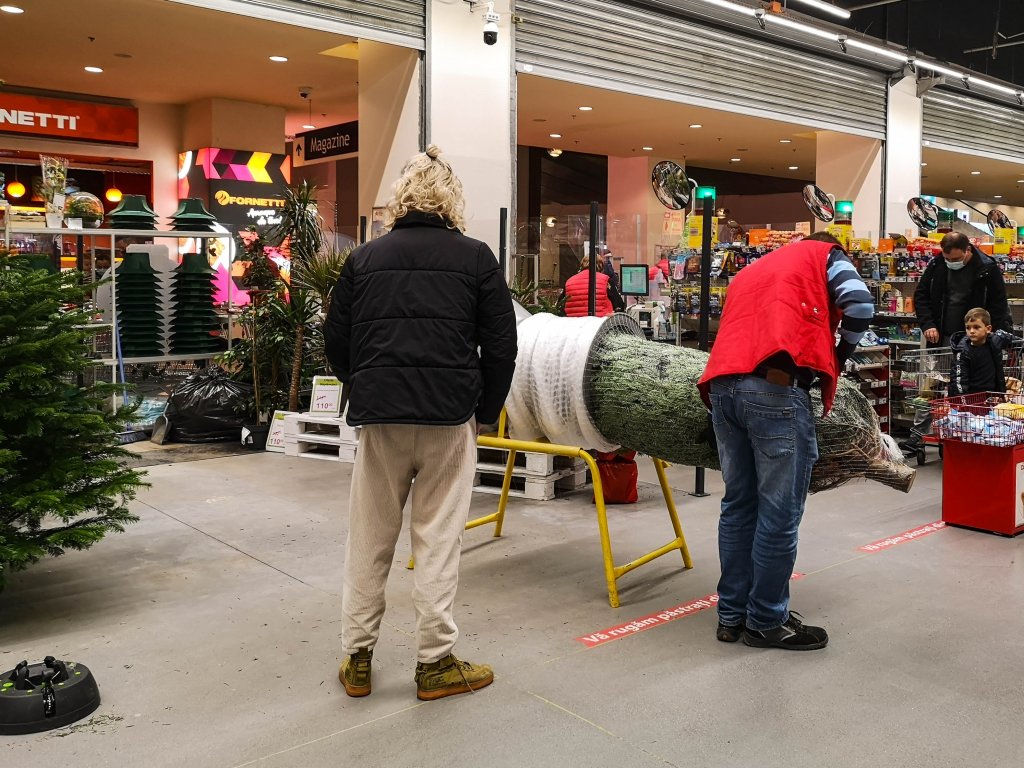 Ziua de Cluj | Cât costă un pom de Crăciun la Cluj. Un brad natural ajunge  la 700 de lei, în timp ce unul artificial poate sări de 2.000 de lei