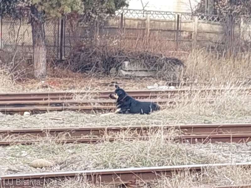 Un câine fără stăpân a atacat mai multe persoane și a ucis două animale la Bistrița
