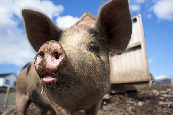 Porcii să îşi ia adio de la lături şi ţăranii de la mai mult de 5 suine în bătătură! Au hotărât politicienii în "Legea porcului"