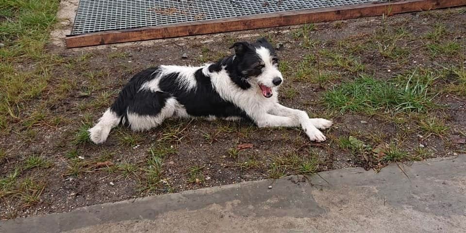 Apel către clujeni. O asociație pentru protecția animalelor are nevoie de produse de curațenie pentru adăpost