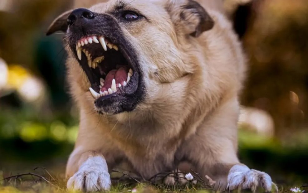 O haită de câini fără stăpân seamănă teroarea la Turda. Luni, un copil de 6 ani a fost ucis de un câine. S-a întâmplat în Constanţa