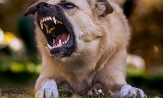 O haită de câini fără stăpân seamănă teroarea la Turda. Luni, un copil de 6 ani a fost ucis de un câine. S-a întâmplat în Constanţa