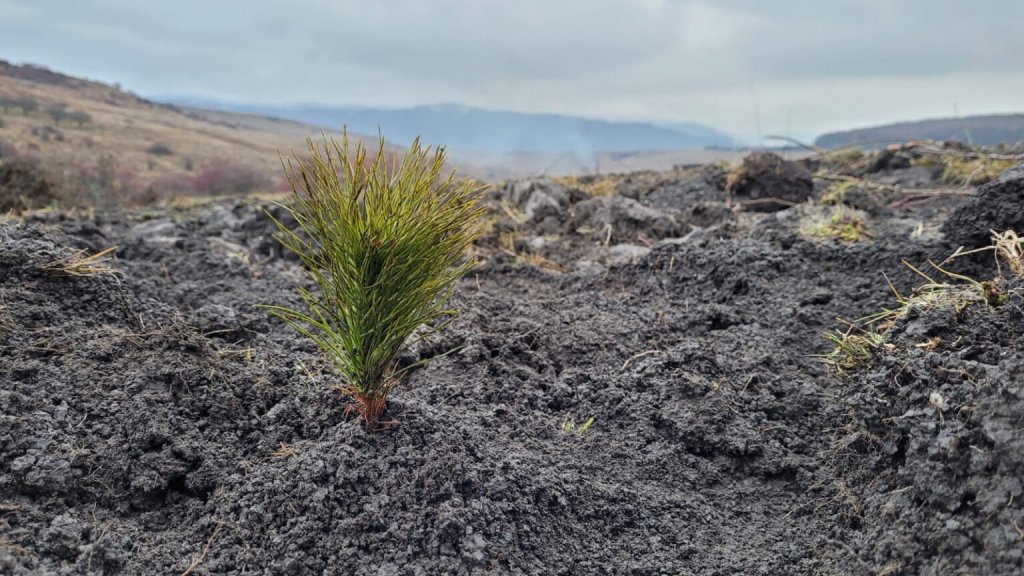 O nouă pădure de pin silvestru s-a născut la Cluj datorită inițiativei “Plantăm fapte bune in România”