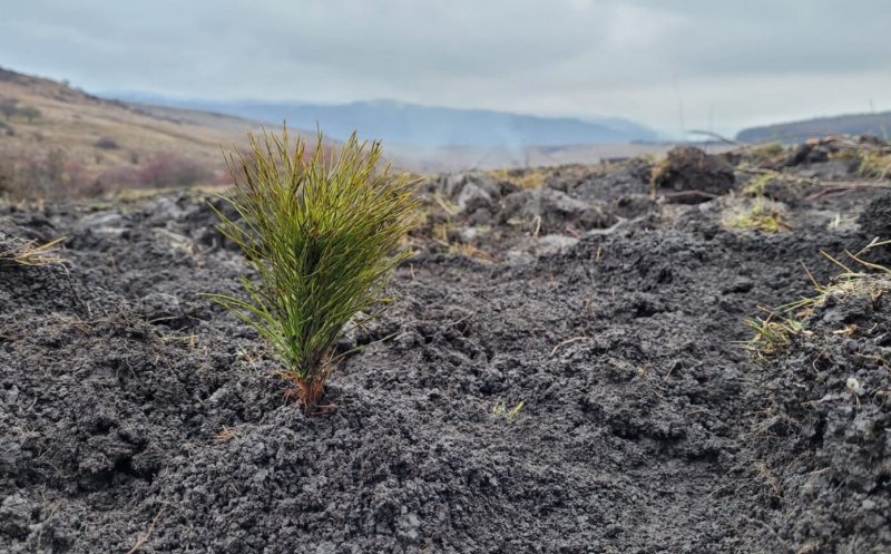 O nouă pădure de pin silvestru s-a născut la Cluj datorită inițiativei “Plantăm fapte bune in România”