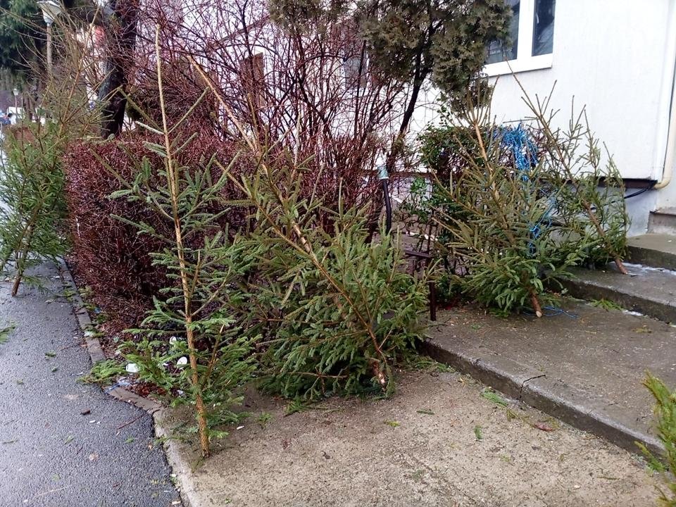 Brazi de Crăciun abandonați de vânzători în zona Pieței Ion Mester