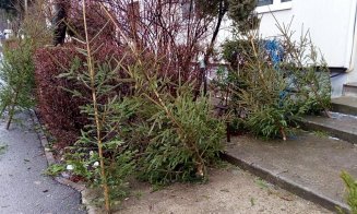 Brazi de Crăciun abandonați de vânzători în zona Pieței Ion Mester