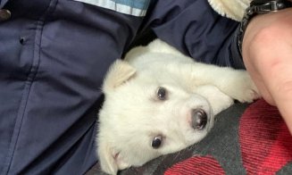 Gest superb de Crăciun al unui polițist din Cluj.  „Într-o pungă neagră părea a fi o mogâldeață albă, cu o blăniță udă și care abia mai respira"