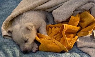 Mărinimia Crăciunului la Cluj. Un cățeluș abandonat de stăpâni, salvat de un polițist
