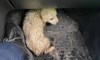Gest superb de Crăciun al unjui polițist din Cluj.  "Într-o pungă neagră părea a fi o mogâldeață albă, cu o blăniță udă și care abia mai respira&