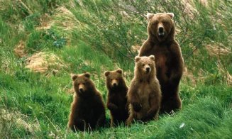 Legea care favoriza împușcarea ”la liber” a urșilor, refuzată şi trimisă la reexaminare, în Parlament