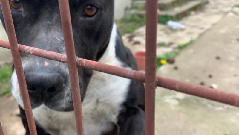 Prima sentinţă din România de condamnare la închisoare cu executare pentru uciderea unui câine