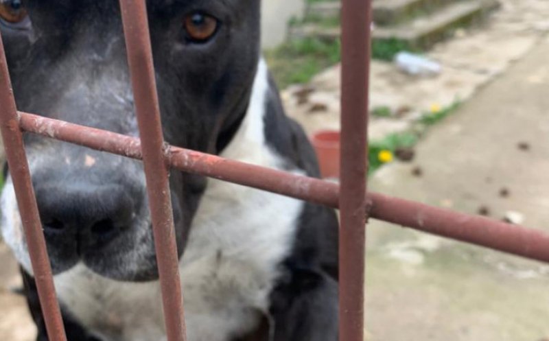 Prima sentinţă din România de condamnare la închisoare cu executare pentru uciderea unui câine