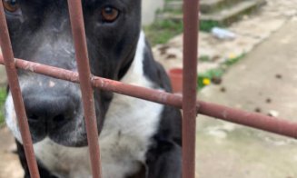 Prima sentinţă din România de condamnare la închisoare cu executare pentru uciderea unui câine