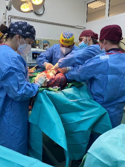 Premieră chirurgicală la USAMV Cluj: Tumoră de peste 12 kg extirpată la o cățelușă