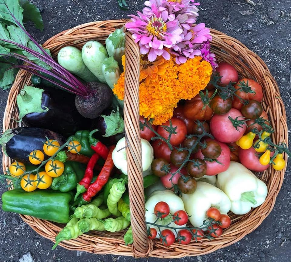 Program de comenzi en-gros pentru răsaduri de legume marca USAMV Cluj