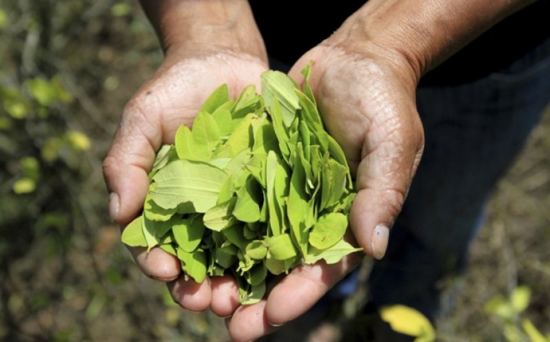 Ce a decis Înalta Curte  cu privire la infracţiunea de introducere de droguri în ţară în dosarul unui pictor din Cluj care a venit cu 36 de grame de frunze de coca în bagaj