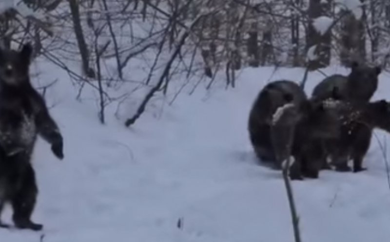 ADIO HIBERNARE! Familie de 6 urși filmată la plimbare într-o pădure  din Maramureş