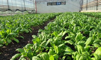 Florile din serele USAMV, la preţuri pe buzunarul clujenilor