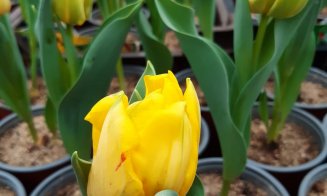 Florile din serele USAMV, la preţuri pe buzunarul clujenilor