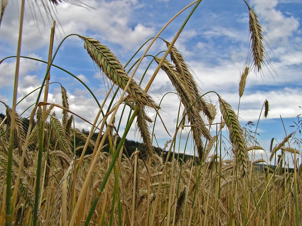 Business-ul cu cereale merge bine la Cluj. Afaceri de peste 150 de milioane de euro pentru East Grain în 2021
