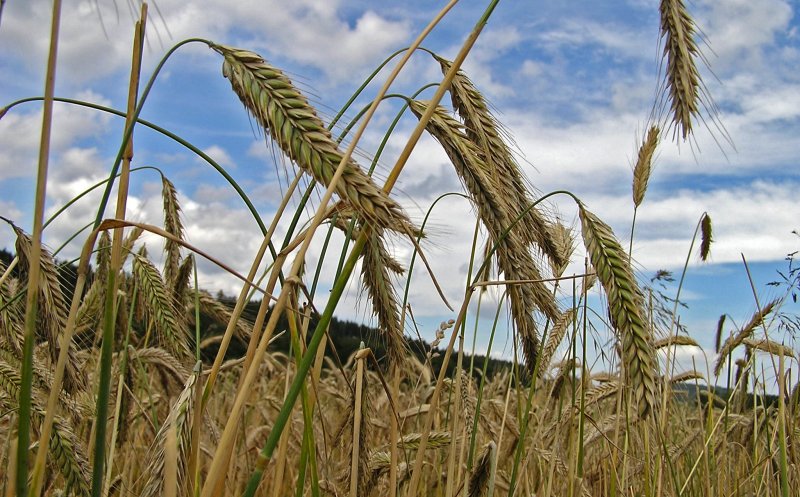 Business-ul cu cereale merge bine la Cluj. Afaceri de peste 150 de milioane de euro pentru East Grain în 2021