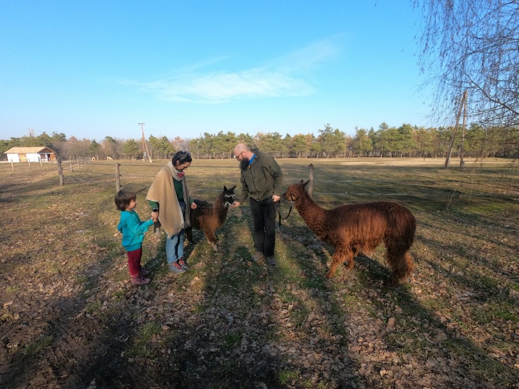 Terapie pentru copiii cu dizabilități cu ALPACA la Cluj-Napoca