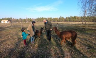 Terapie pentru copiii cu dizabilități cu ALPACA la Cluj-Napoca