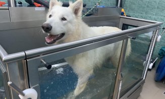 Bazin de hidroterapie pentru animale la USAMV Cluj. Cât costă o ședință de tratament