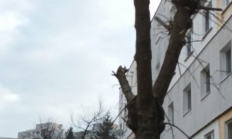 Au început "mutilările de primăvară" a spaţiilor verzi din Cluj-Napoca