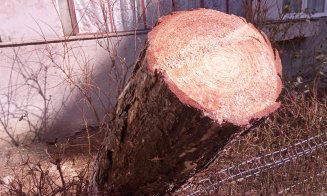 Au început "mutilările de primăvară" a spaţiilor verzi din Cluj-Napoca