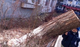 Au început "mutilările de primăvară" a spaţiilor verzi din Cluj-Napoca