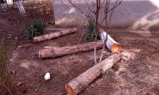 Au început "mutilările de primăvară" a spaţiilor verzi din Cluj-Napoca