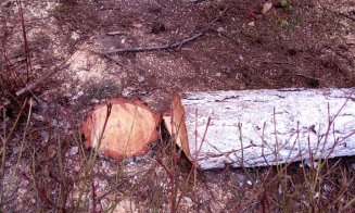 Au început "mutilările de primăvară" a spaţiilor verzi din Cluj-Napoca