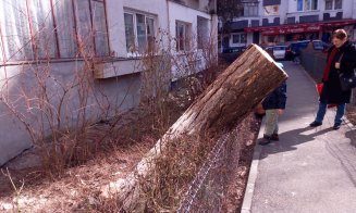 Au început "mutilările de primăvară" a spaţiilor verzi din Cluj-Napoca